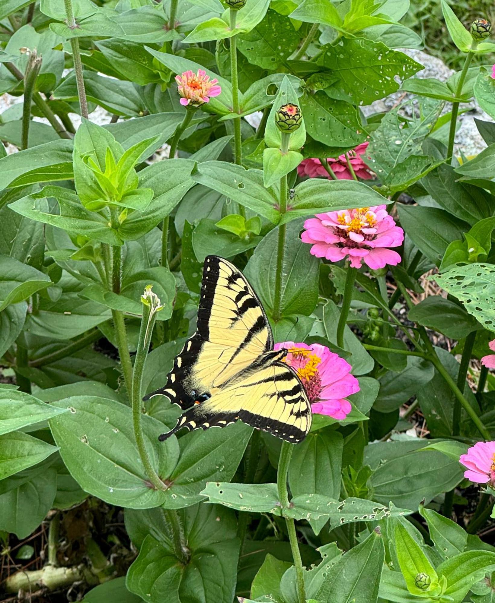 Maguire House Bed And Breakfast Ashburnham 외부 사진